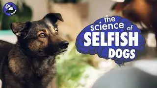 Are all dogs secretly selfish?