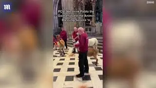 Pablo the goat 'sings' at Worcester Cathedral service