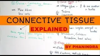 CONNECTIVE TISSUE || LOOSE CONNECTIVE TISSUE || DENSE CONNECTIVE TISSUE || BY PHANINDRA GUPTHA