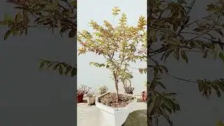 #namaz #nature #food #plants #music #love #trending #ytshorts #reels #viralvideo #viral #shorts #yt