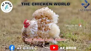 Buff Mottled Cochin Bantam | Fancy Poultry | Imported Birds | AZ BIRDS