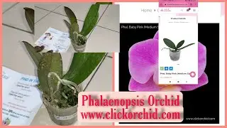 Phalaenopsis online purchase/ clickorchid. com