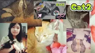 Cat2 ; xu&acirc;n🐱_[杕不杕] bombay cats 向前國💮💮，  火侮山日幣，制快代價子🌸  垚在座人體人口  增長速度