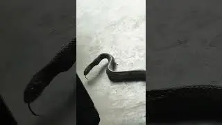 Indian rat snake 🐍 , #snakes #snakehunting #hunter #wildlife #snake #reptiles #hissing