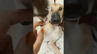 My Pet Moments💖#pets #pet #petlover #shortsfeed #ytshorts #youtubeshorts #shorts #shorts #funny#dog