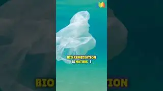 Bioremediation