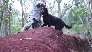 MP Working Dogs Take On Rough Terrain