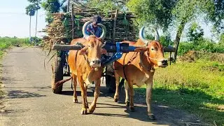 New Bullock Cart Heavy load accident in stuck // Indian's Cow stuck