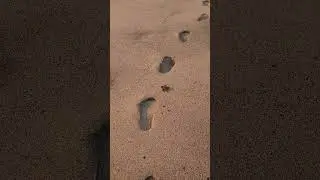 Baby Turtle release in the Philippines. 