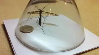 Crane Fly