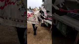 Best fateh jangi bull 2024! vip dandi group (dhani bull) #bullrace #shortsvideos
