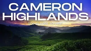 Boh Tea Plantation Cameron Highlands - Malayasia's Favourite Tea Retreat