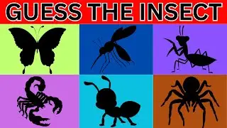 Guess the Insect by Its Shadow | Fun Insect Quiz for Kids