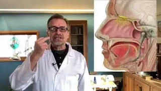 Cranial Nerves