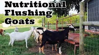 Nutritional Flushing Goats | Getting Our Herd Ready To Breed | Goat Breeding Tips | Raising Goats