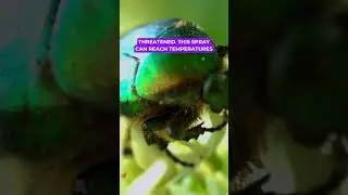 Bombardier Beetle I Truth Quest  #facts #knowledgequest #beetle