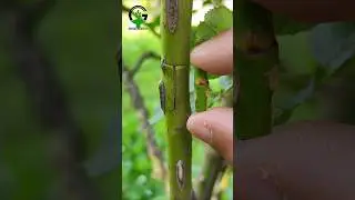 Easy grafting techniques | Budding and Grafting rose plant grafting #roses #flowers #satisfying #yt