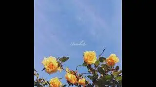 Acoustic Guitar x Indie x Pop Type Beat - Wonder (Anuv jain type beat)