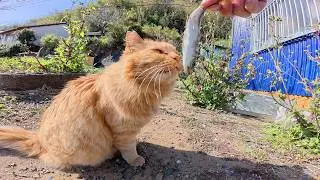 Я искала кошку которая любила рыбу и подарила ей свежую рыбу.