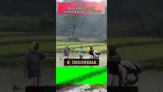 TOP 5 Rice Production Countries in the world #shorts #trending #viral