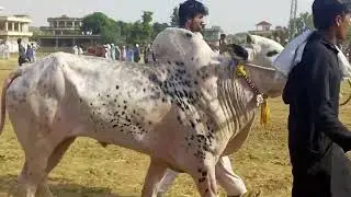 Bull Race Ratta  Dadyal Azad Kashmir 9-6-2022