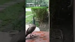 female peacock 🦚 sound