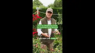 How to deadhead roses for MORE flowers in summer