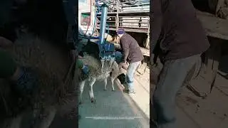 Good Pneumatic Clamp Tool Loading Sheep Easily !