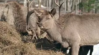 Vibration of Wild Animals