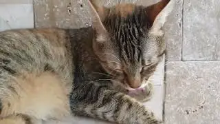 Necke Hermann Csik&oacute;s Post Rose Flower Petals Rain Cat Pat Fur Clean Animal Volcano China Yunnan Road