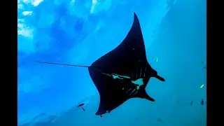 Giant Manta Ray