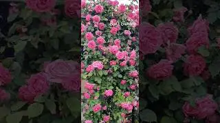Madame Isaac Pereire rose ~ ByaGardenDreams / #rose #bloomingroses #byagardendreams #flowers