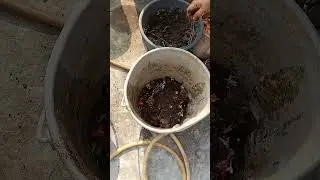layer system of preparing vermi compost☘️☘️☘️