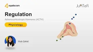 Adrenocorticotropic Hormone (ACTH) | Regulation
