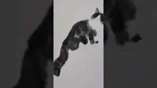 Woow This is amazing 😱 black cat  🌑