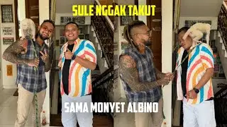 SULE NGGAK TAKUT SAMA MONYET ALBINO
