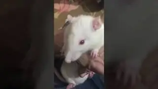 Funny Mouse In Action Trying to Escape - Full HD