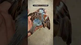 save tree.save birds
