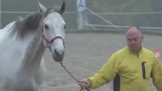 CTS Group - Horse based Trainings