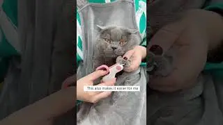 Get Snuggly With Your Cat! 😽❤️