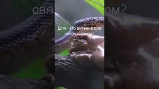 ДНК- это антенна для связи с телом?