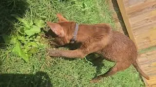 Video of adoptable pet named Dolce
