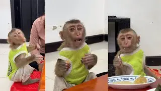 Super Cute monkey bryyan eating.