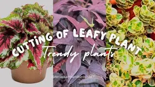 Cuttings of Some Leafy Plant Rex Begonia,Sweet Potato Vine,Karonda  Plant,Iresine Plants with result