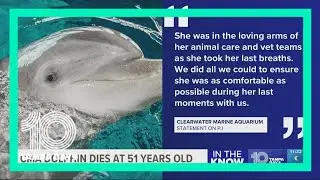 'We are deeply saddened': Eldest bottlenose dolphin at Clearwater Marine Aquarium dies