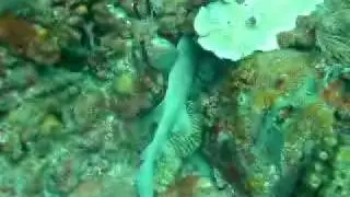 Saba - Diamond Rock - 2006