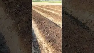 Sugar Cane Seed #music #arabic #love #youtube #pakistan #ytshorts #топ #trending#reels #shorts#short