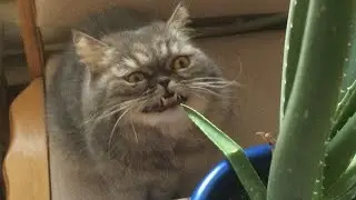 Life With Cats Part 32