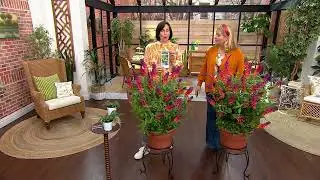 Cottage Farms 2-Piece Butterfly Bush Rainbow Live Plants on QVC