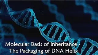 Molecular Basis of Inheritance - The Packaging of DNA Helix